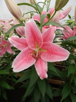 [4316 Pink Zsar GA No02.JPG]